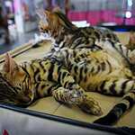  На ВВЦ прошла выставка кошек «Цветок сакуры»