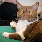  На ВВЦ прошла выставка кошек «Цветок сакуры»