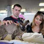  На ВВЦ прошла выставка кошек «Цветок сакуры»