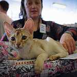  На ВВЦ прошла выставка кошек «Цветок сакуры»