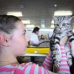  На ВВЦ прошла выставка кошек «Цветок сакуры»