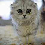  На ВВЦ прошла выставка кошек «Цветок сакуры»