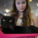  На ВВЦ прошла выставка кошек «Цветок сакуры»