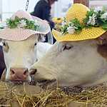 «Золотая осень»