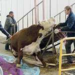 «Золотая осень»