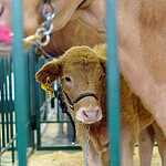 «Золотая осень»