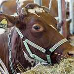 «Золотая осень»