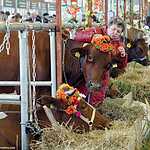 «Золотая осень»