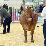 «Золотая осень»