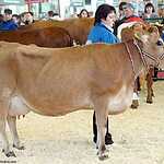 «Золотая осень»