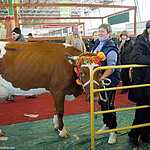 «Золотая осень»