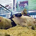 «Золотая осень»