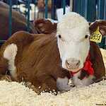 «Золотая осень»