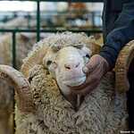 «Золотая осень»