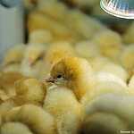 «Золотая осень»