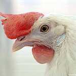 «Золотая осень»