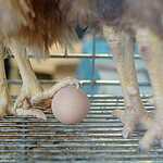 «Золотая осень»