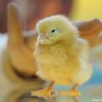 «Золотая осень»