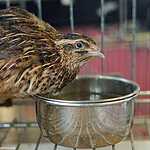 «Золотая осень»