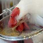 «Золотая осень»