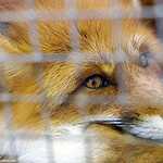 «Золотая осень»