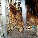 «Золотая осень»