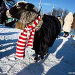 Арт-битва снеговиков  на Воробьевых горах