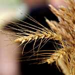 «Фестиваль хлеба» в «Музеоне»