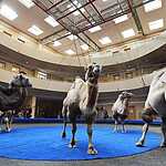  Всемирный фестиваль циркового искусства ИДОЛ-2014