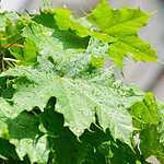 Изумрудный Минск