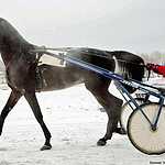 Cезон испытаний лошадей рысистых пород