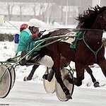 Cезон испытаний лошадей рысистых пород