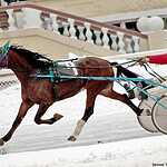 Cезон испытаний лошадей рысистых пород