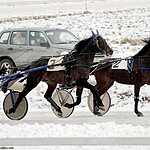 Cезон испытаний лошадей рысистых пород