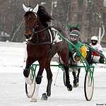 Cезон испытаний лошадей рысистых пород