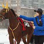 Cезон испытаний лошадей рысистых пород