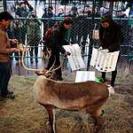 Задержание защитников оленя