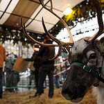 Задержание защитников оленя