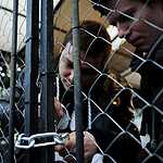 Задержание защитников оленя