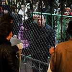 Задержание защитников оленя