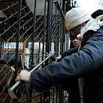 Задержание защитников оленя