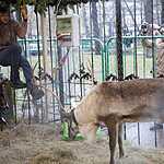 Задержание защитников оленя