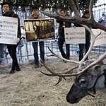 Задержание защитников оленя