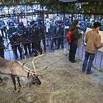 Задержание защитников оленя