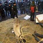 Задержание защитников оленя