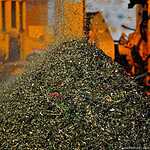 Утилизация новогодних елок во Владивостоке