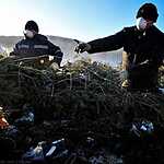 Утилизация новогодних елок во Владивостоке