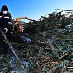 Утилизация новогодних елок во Владивостоке