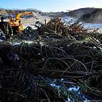 Утилизация новогодних елок во Владивостоке