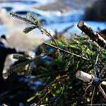 Утилизация новогодних елок во Владивостоке